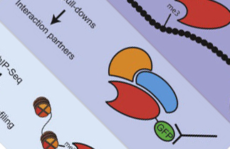 Reading chromatin modifications