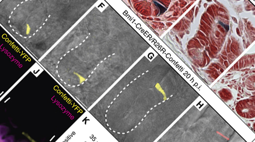 Top Publication: Genes & proteins involved in the regeneration of the small intestine uncovered