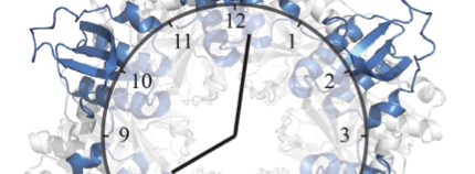 Learning about biological time keeping with structural mass spectrometry