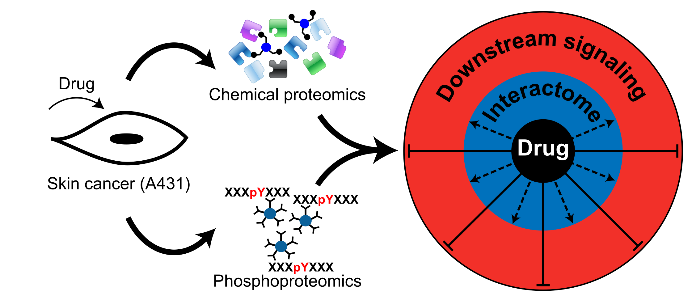 The promiscuous nature of drugs revealed