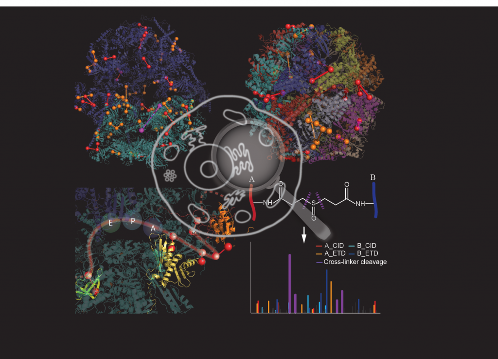 Thousands of interactions between proteins in human cells identified for first time