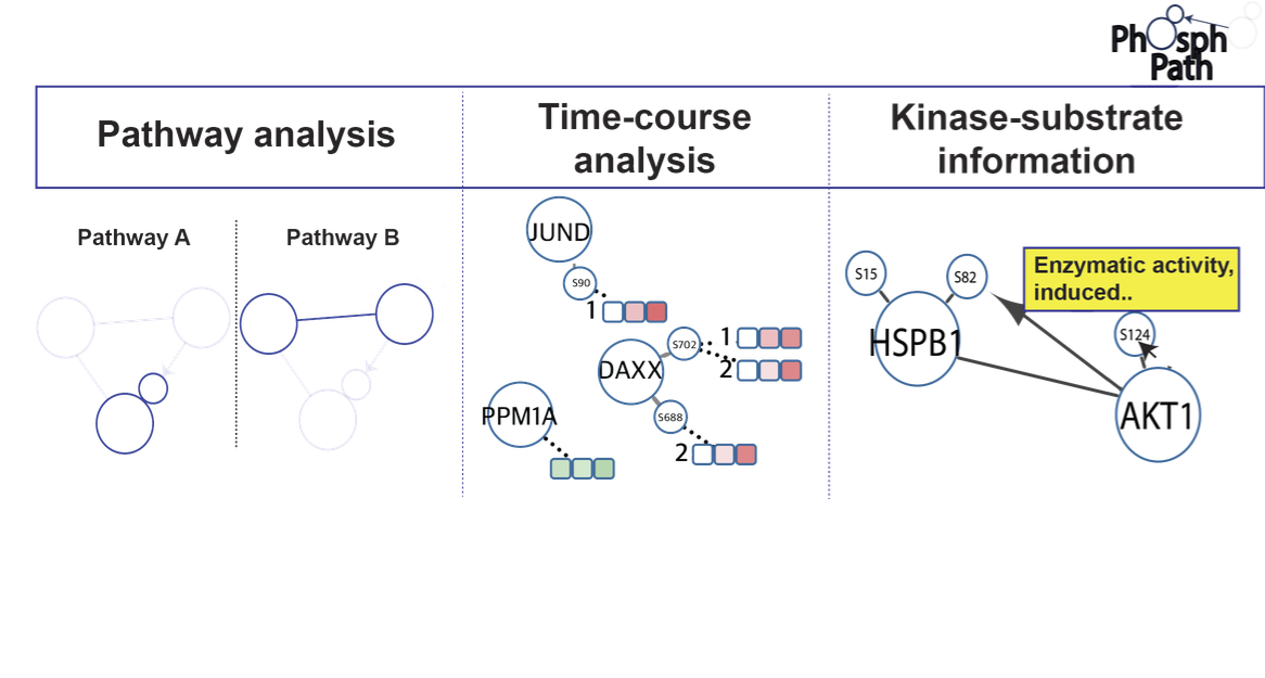 PhosphoPath: Visualization of Phosphosite-centric Dynamics in Temporal Molecular Networks