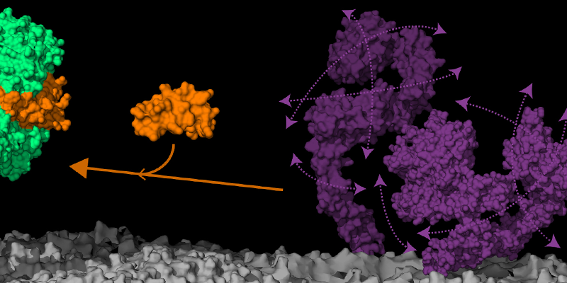 Important activation step to cancer revealed